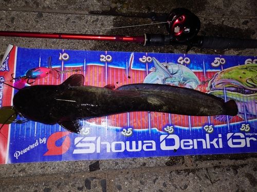 マナマズの釣果