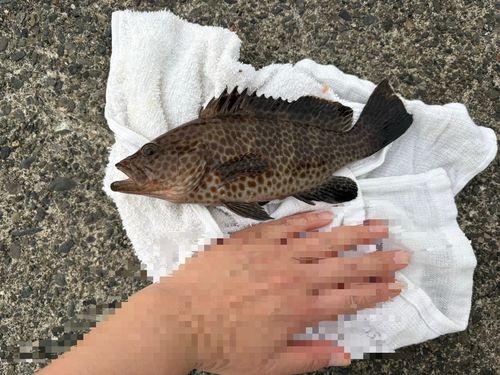 オオモンハタの釣果