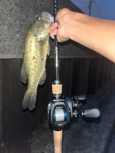 ラージマウスバスの釣果