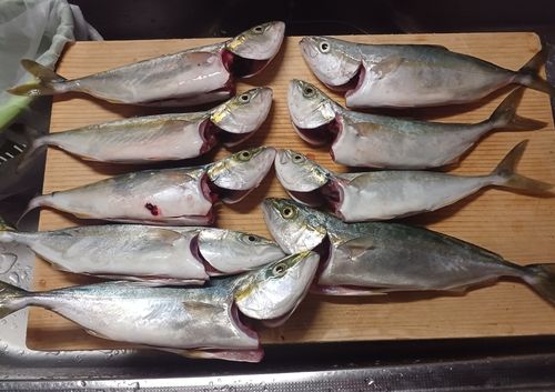 ツバイソの釣果