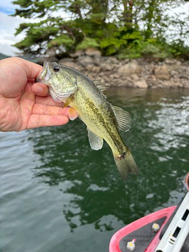 ラージマウスバスの釣果