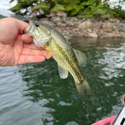 ラージマウスバス