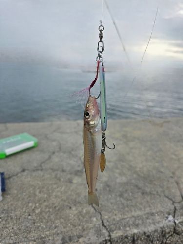 広島湾