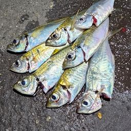 アジ
