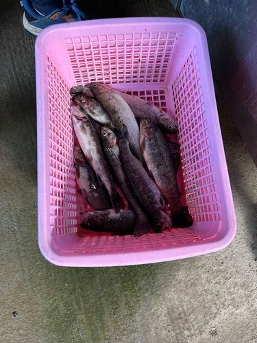 ニジマスの釣果