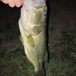 ラージマウスバス