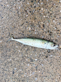 ゴマサバの釣果