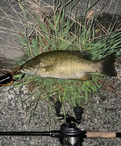 スモールマウスバスの釣果
