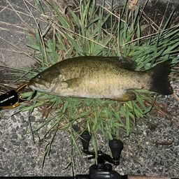 スモールマウスバス