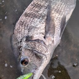 チヌ