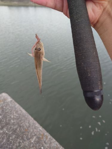 ハゼの釣果
