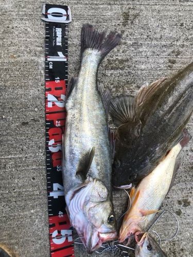 シーバスの釣果