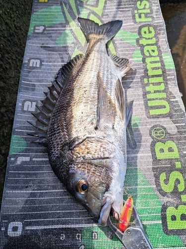チヌの釣果