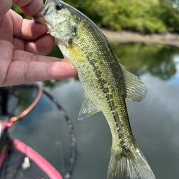 ラージマウスバス