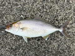 ネリゴの釣果
