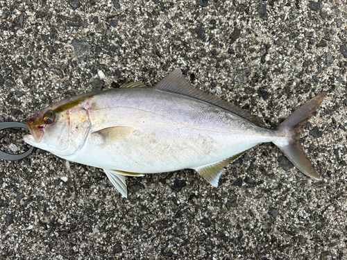 ネリゴの釣果