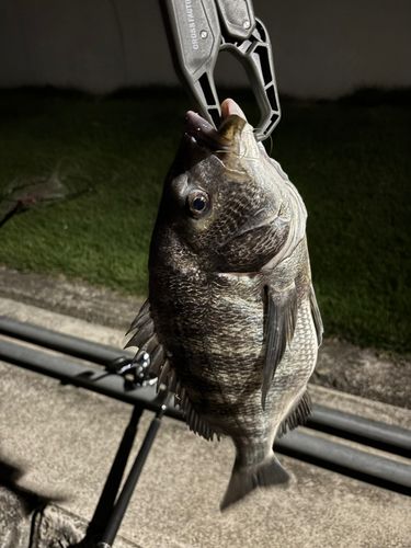 チヌの釣果