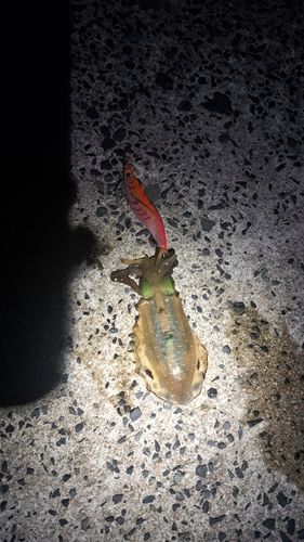 アオリイカの釣果