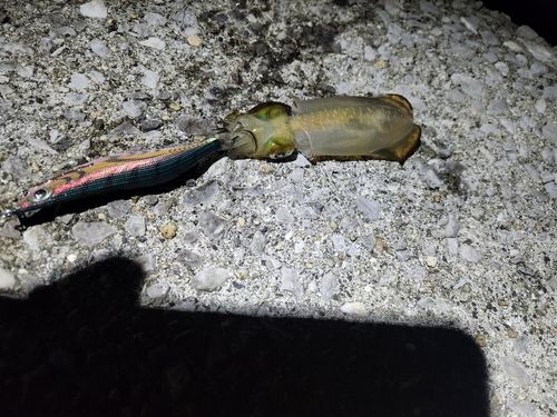 アオリイカの釣果