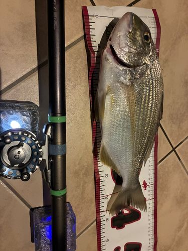 ヘダイの釣果