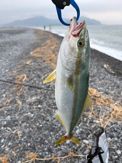 ワカシの釣果