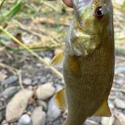 スモールマウスバス