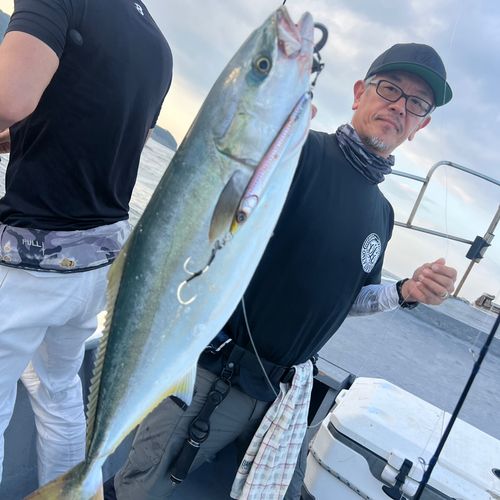 メジロの釣果