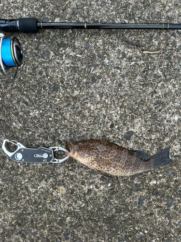 オオモンハタの釣果