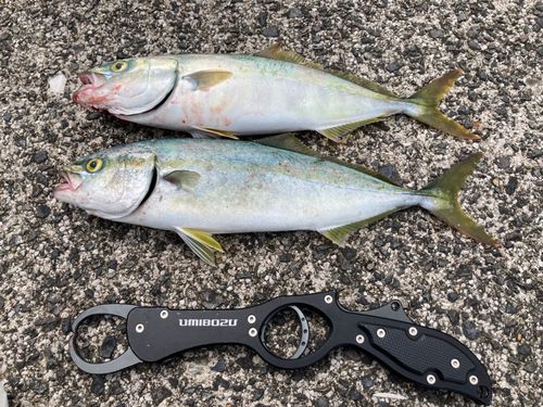 ツバスの釣果