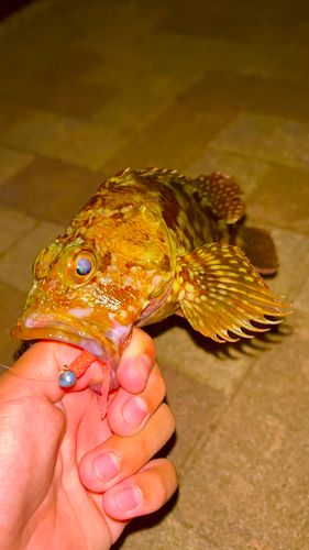 カサゴの釣果