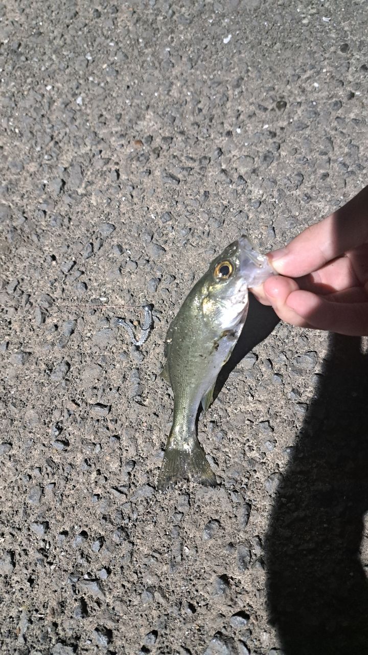 セイゴ（マルスズキ）