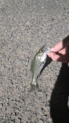 セイゴ（マルスズキ）の釣果