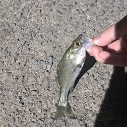 セイゴ（マルスズキ）