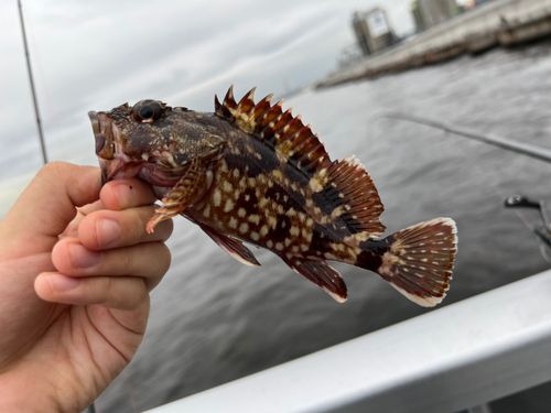 カサゴの釣果