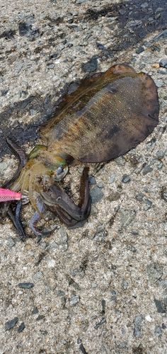 アオリイカの釣果