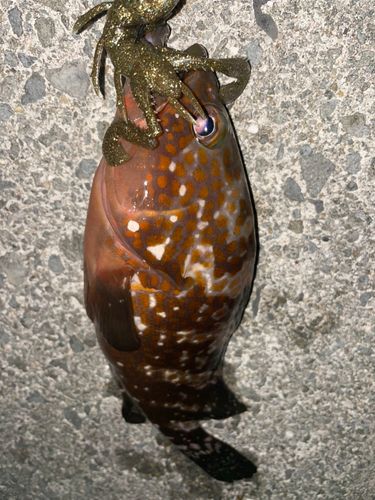 キジハタの釣果