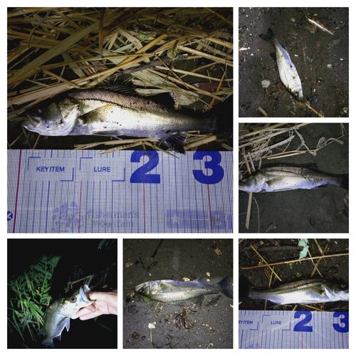 シーバスの釣果