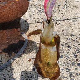 アオリイカ