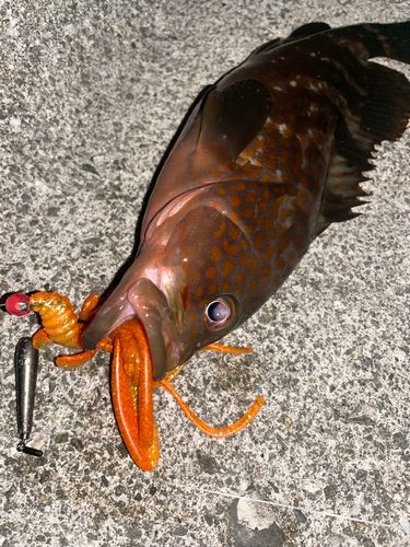 紀伊水道