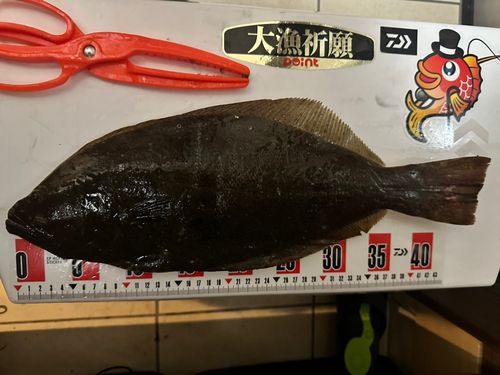 ヒラメの釣果