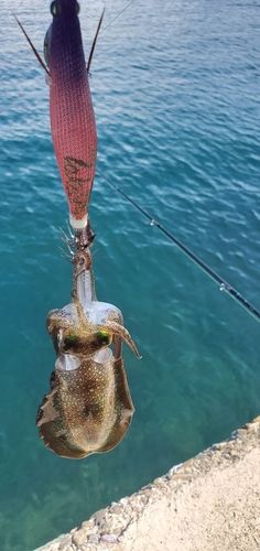 アオリイカの釣果