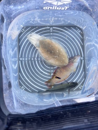 コウイカの釣果