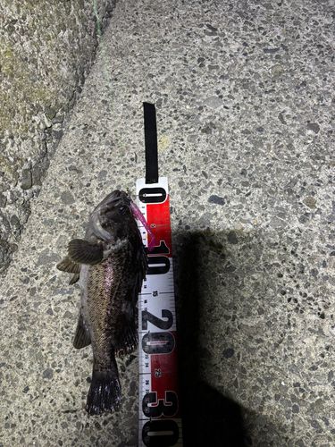 クロソイの釣果