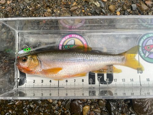 カワムツの釣果