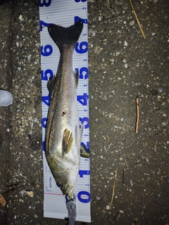 スズキの釣果