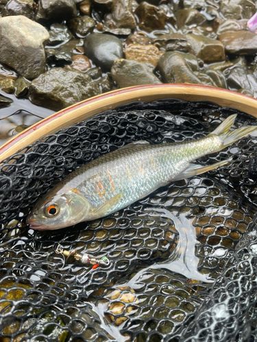 オイカワの釣果