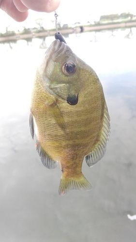 ブルーギルの釣果