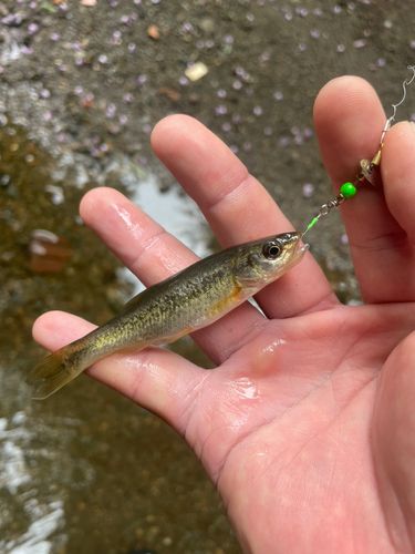 アブラハヤの釣果