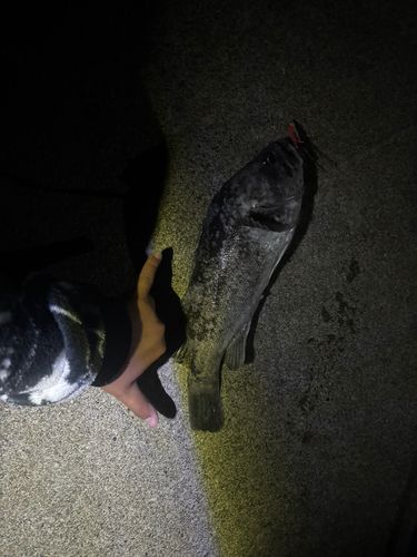 ソイの釣果