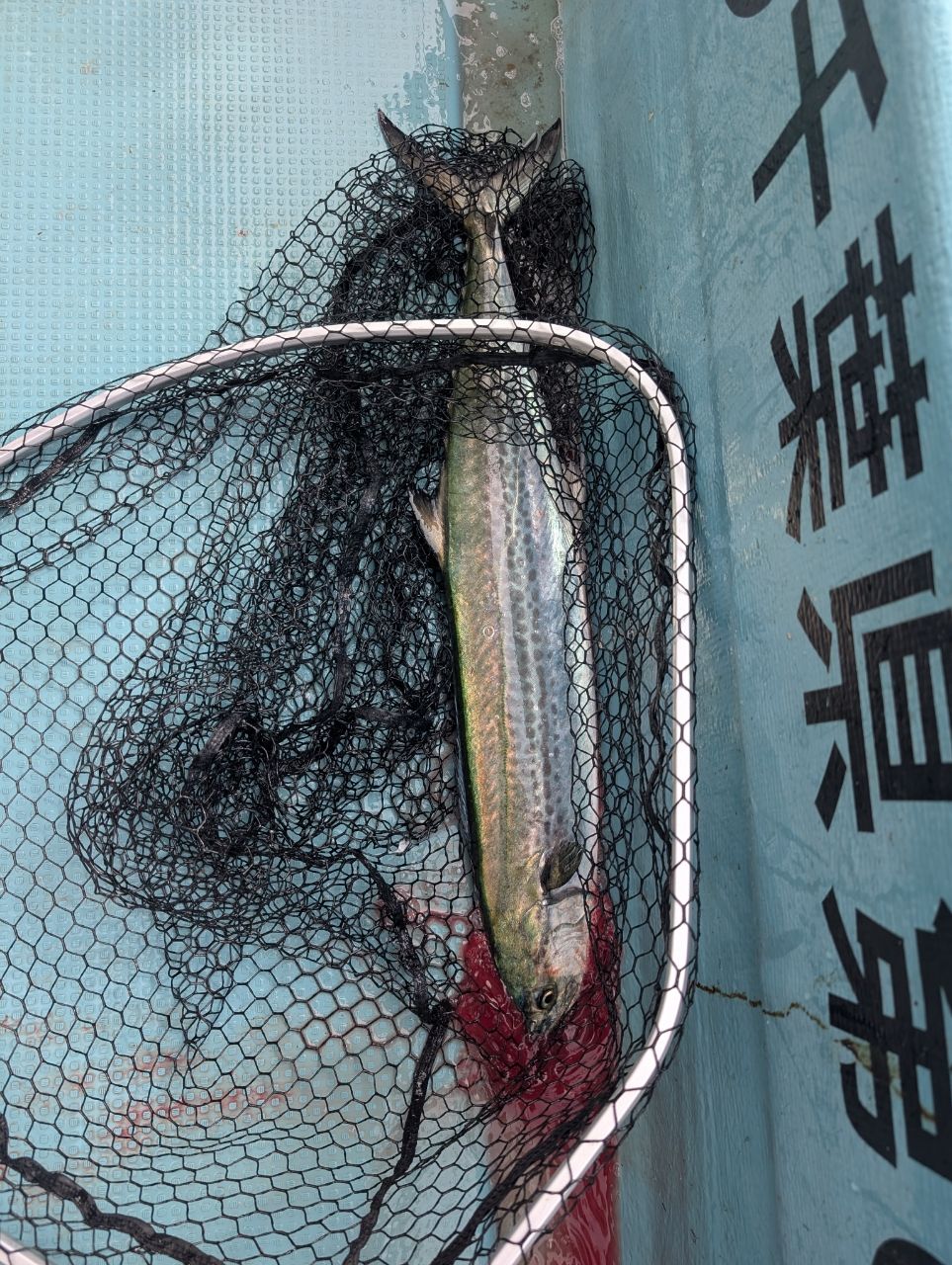 Tenchiさんの釣果 1枚目の画像